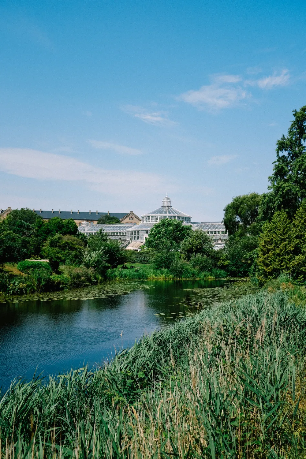 The glass Palm House of Copenhagen's Botanical Garden seen across the lake, framed by summer greenery and reeds