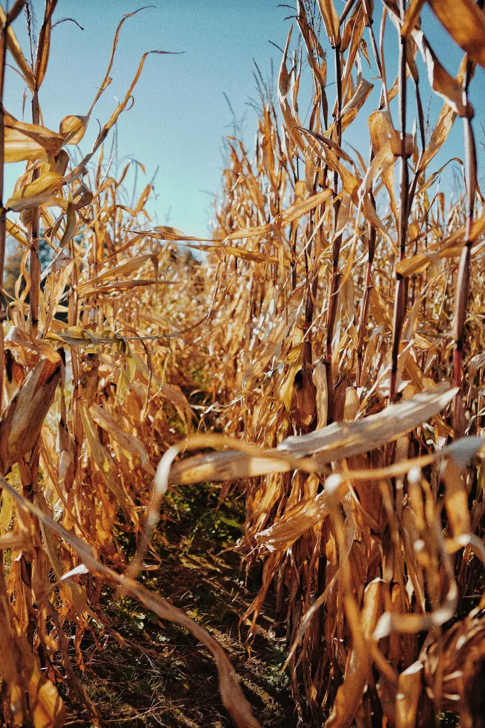 A path through dry autumn corn in a corn maze