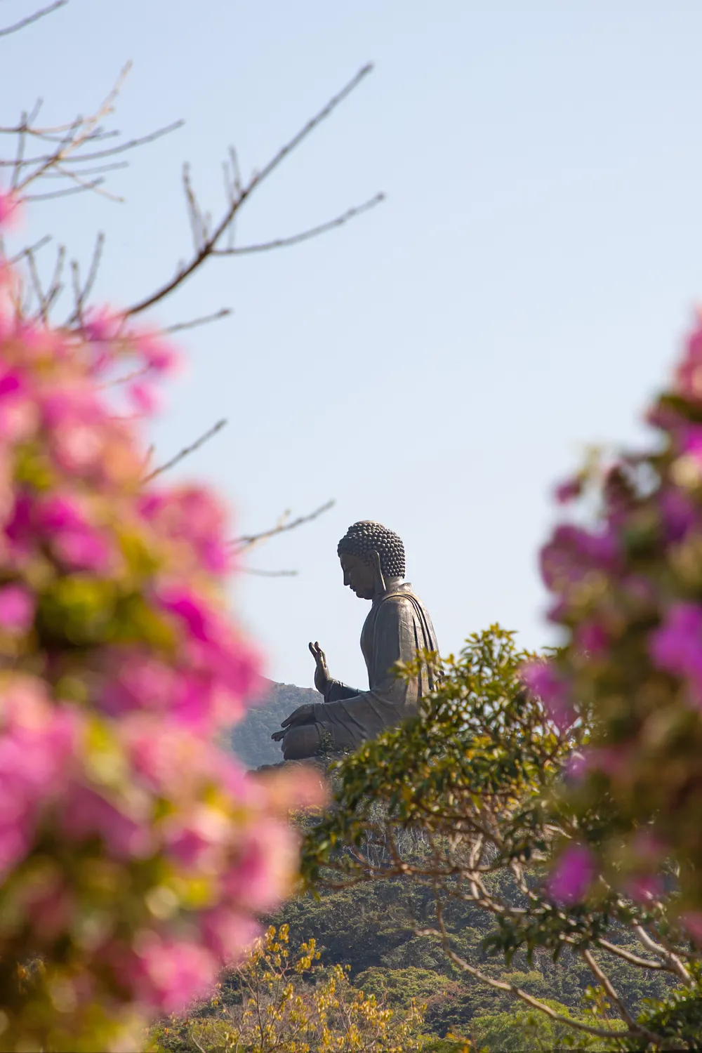 The Tian Tan Big Buddha on Lantau Island, framed by blossom