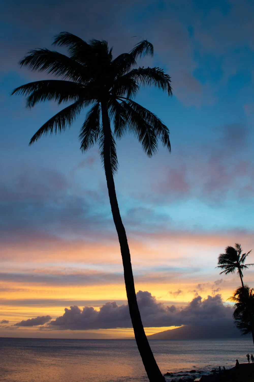 A palm silhouetted against a gold and blue Maui sunset over the ocean