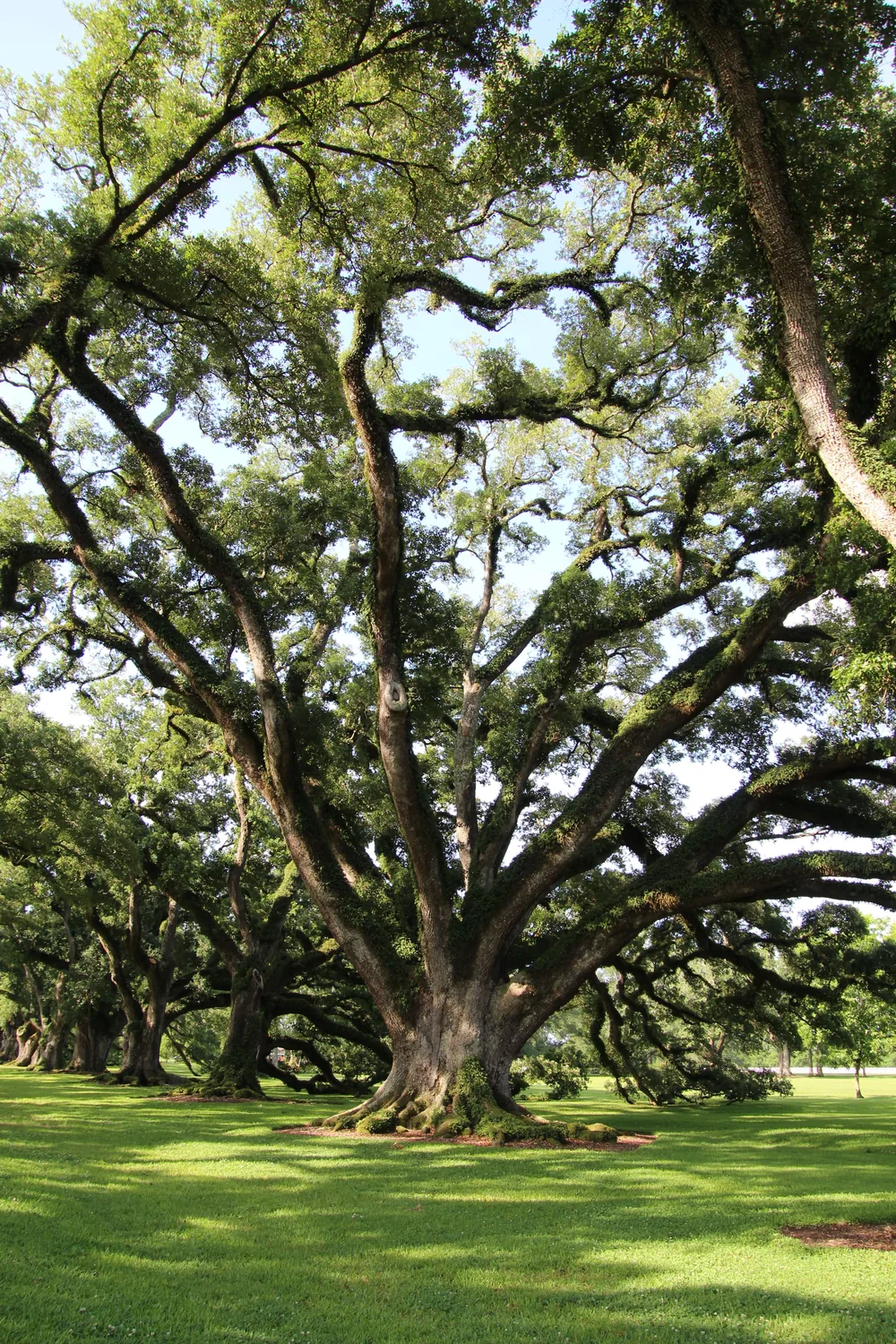 A huge Southern live oak with low sprawling branches on a sunlit lawn in a New Orleans park
