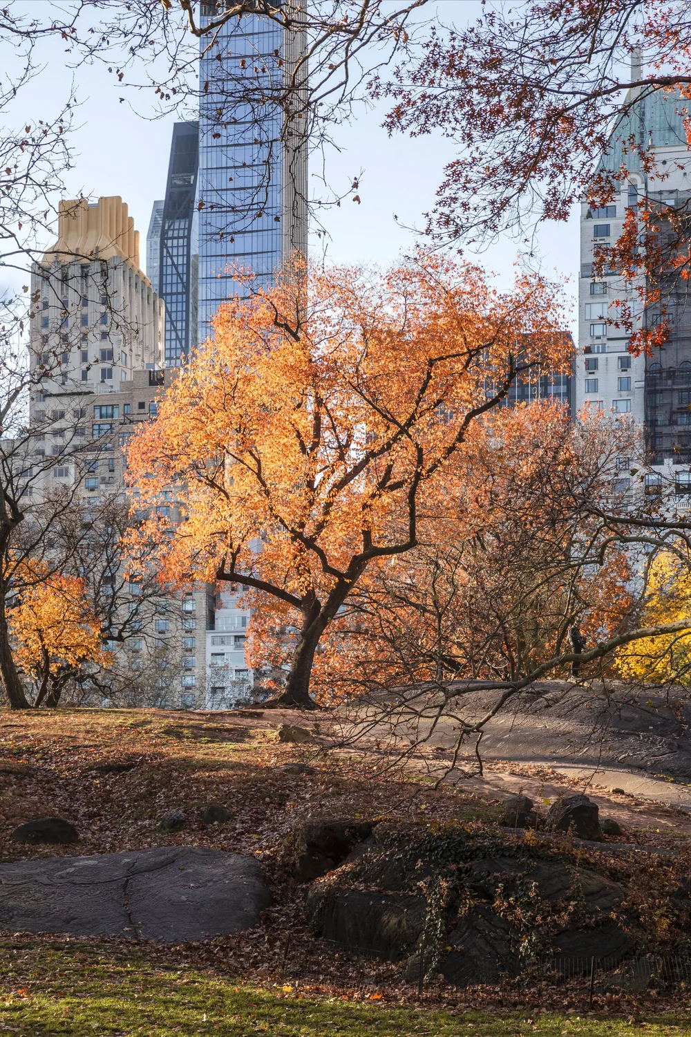 A tree in full autumn colour in Central Park, the towers of Central Park South rising behind it