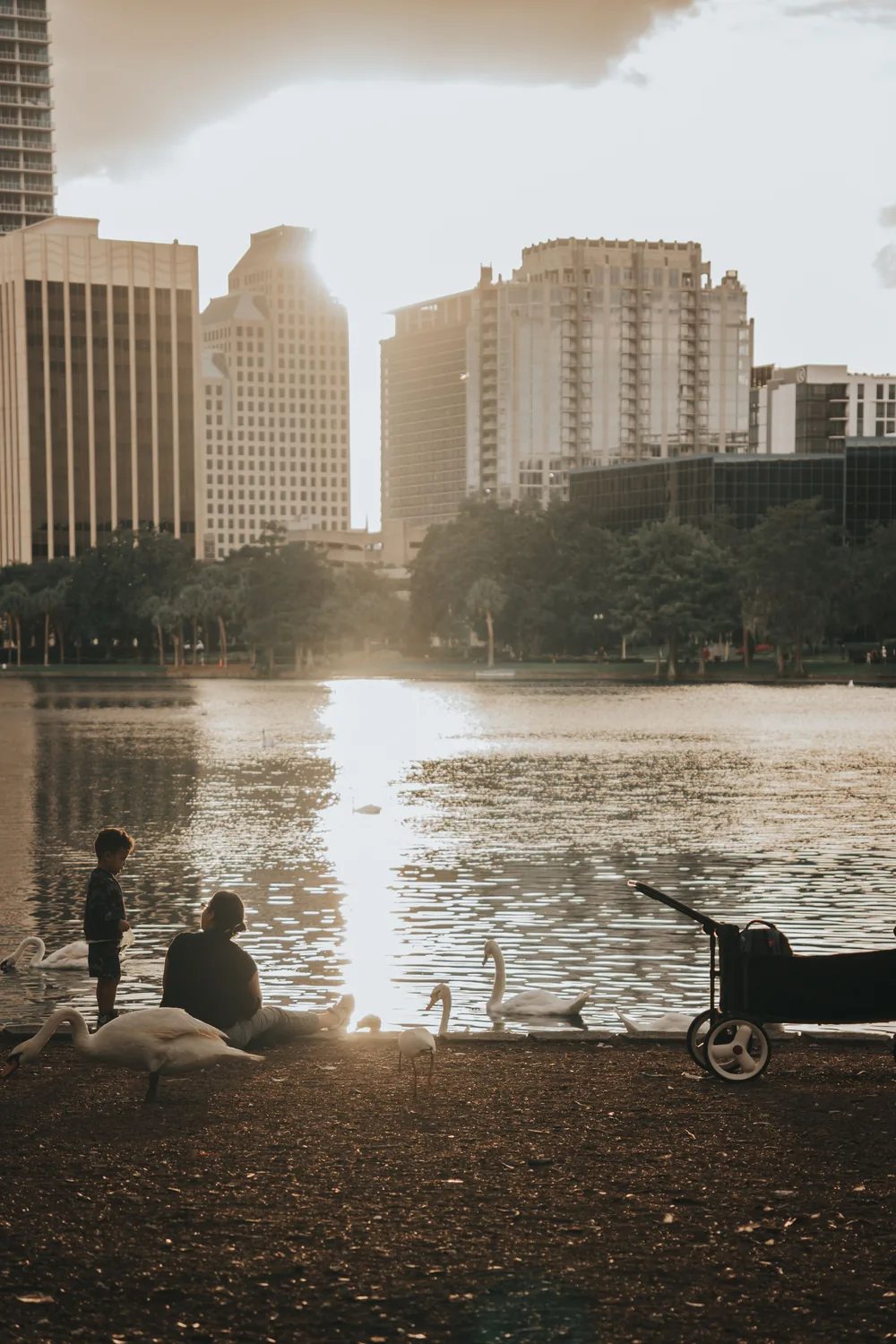 Swans on the shore of Lake Eola with the downtown Orlando skyline behind