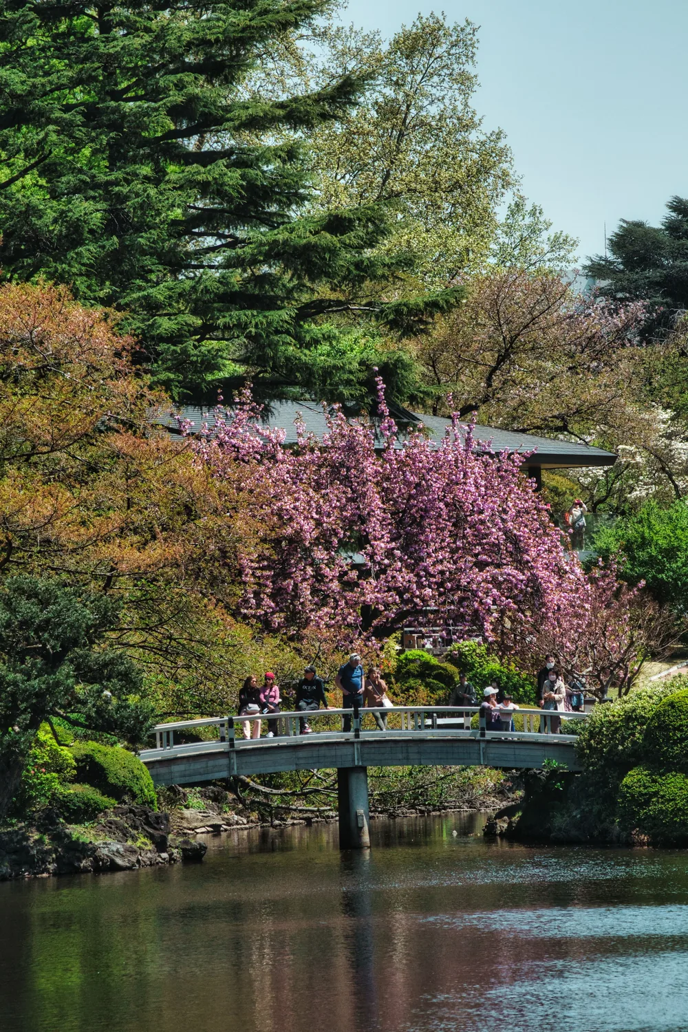 Cherry blossom over an arched wooden bridge and a pond in a Tokyo garden, visitors crossing it