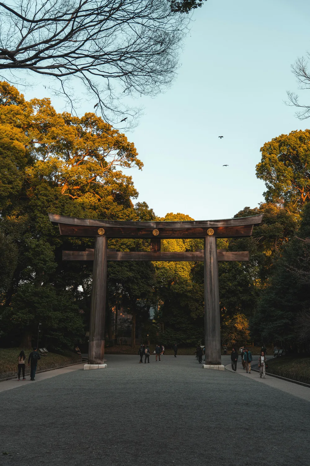 The great wooden torii on the wooded approach to the Meiji Shrine, autumn trees either side