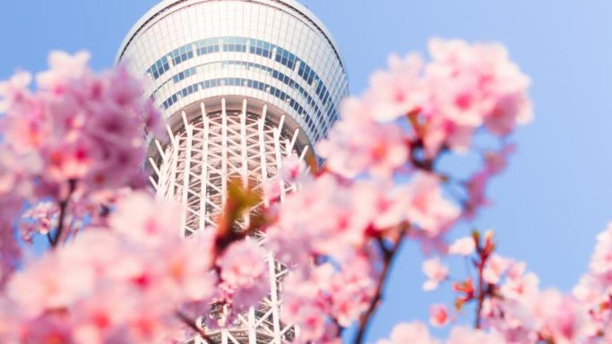 Tokyo Sky Tree viewed through cherry blossom branches against a clear blue sky