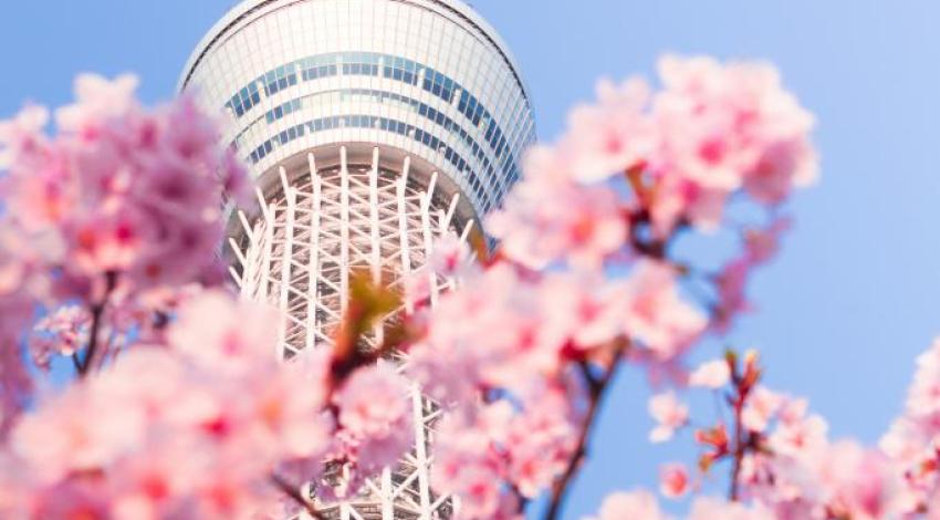 Tokyo Sky Tree viewed through cherry blossom branches against a clear blue sky
