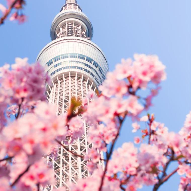 Tokyo Sky Tree viewed through cherry blossom branches against a clear blue sky